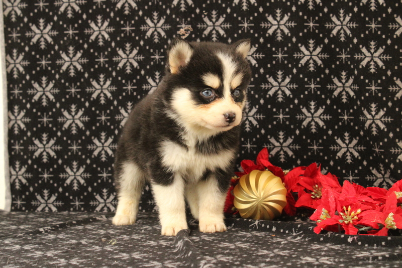 puppy, for, sale, Pomsky, Matthew B. Stoltzfus, dog, breeder, Gap, PA, dog-breeder, puppy-for-sale, forsale, nearby, find, puppyfind, locator, puppylocator, aca